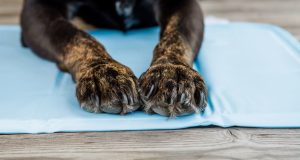 PVC-Hundekühlmatten